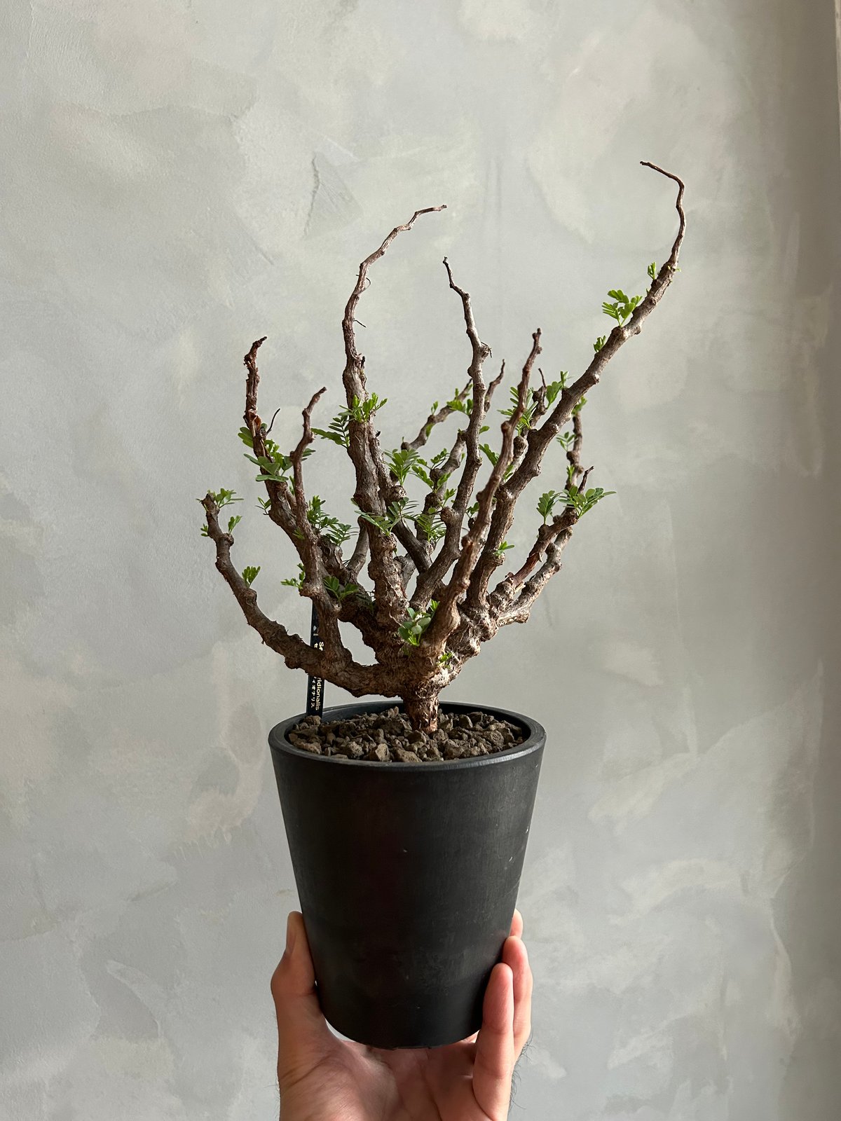 センナ メリディオナリス(実生) | ソレトナ植物店