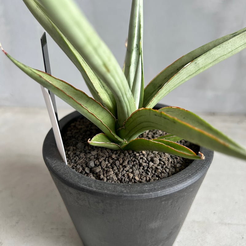 サンセベリア ダンシング ドラゴン | ソレトナ植物店
