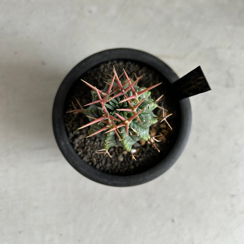 ユーフォルビア ステリスピナ(群星冠) | ソレトナ植物店