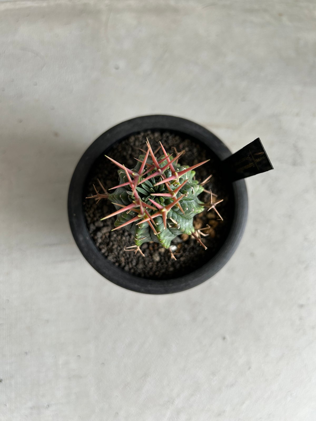 ユーフォルビア　群星冠　ステリスピナ ユーフォルビア ステリスピナ(群星冠) | ソレトナ植物店