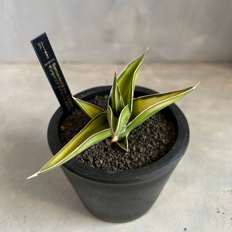 サンセベリア lav.23251 | ソレトナ植物店
