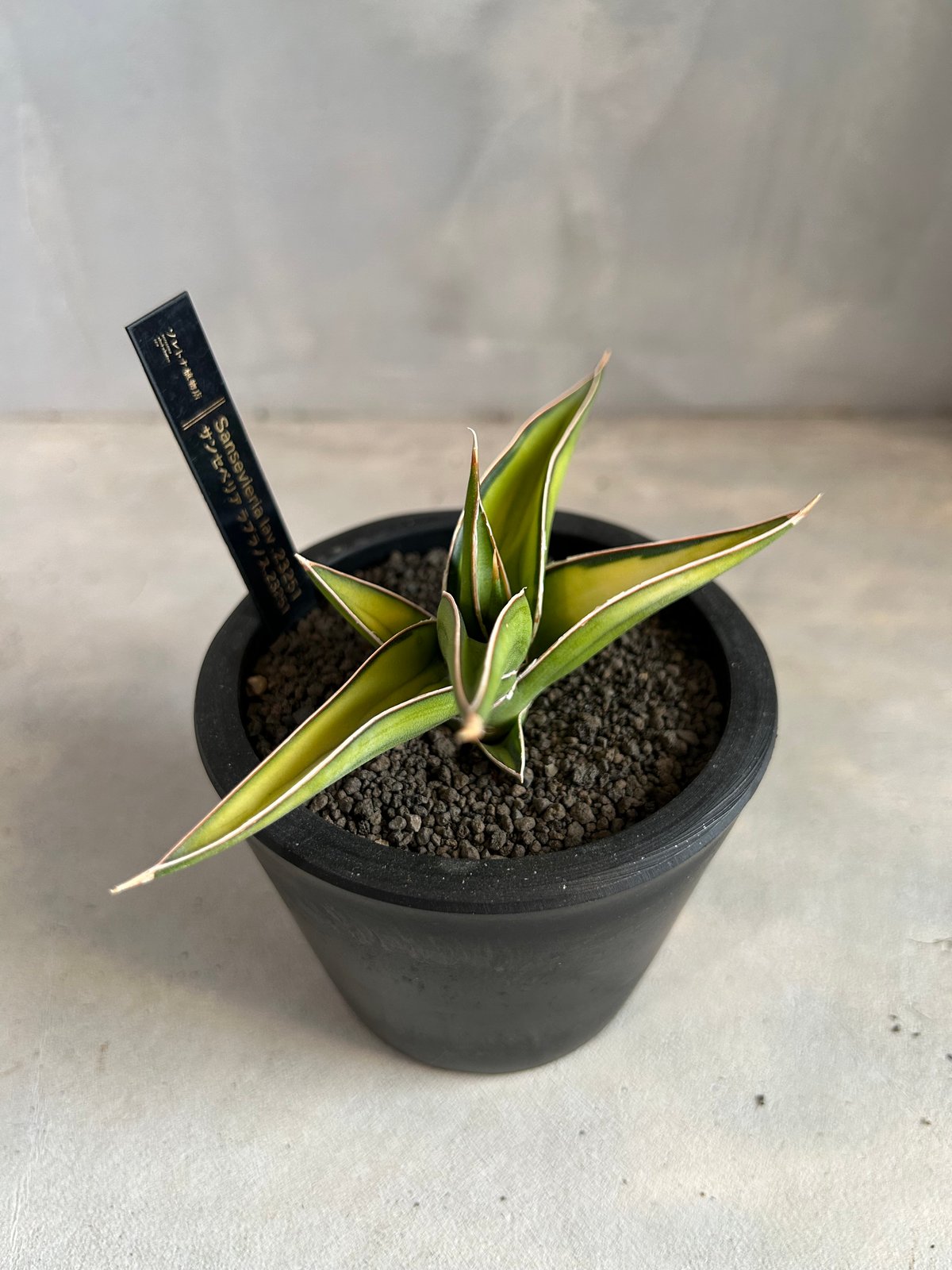 サンセベリア lav.23251 | ソレトナ植物店