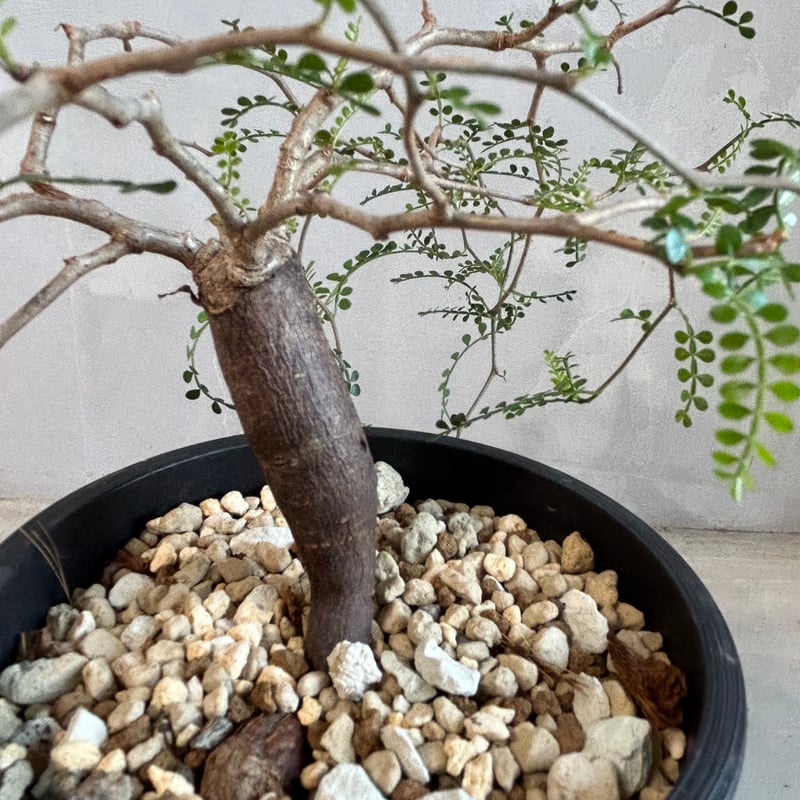 オペルクリカリア パキプス(根挿し) | ソレトナ植物店