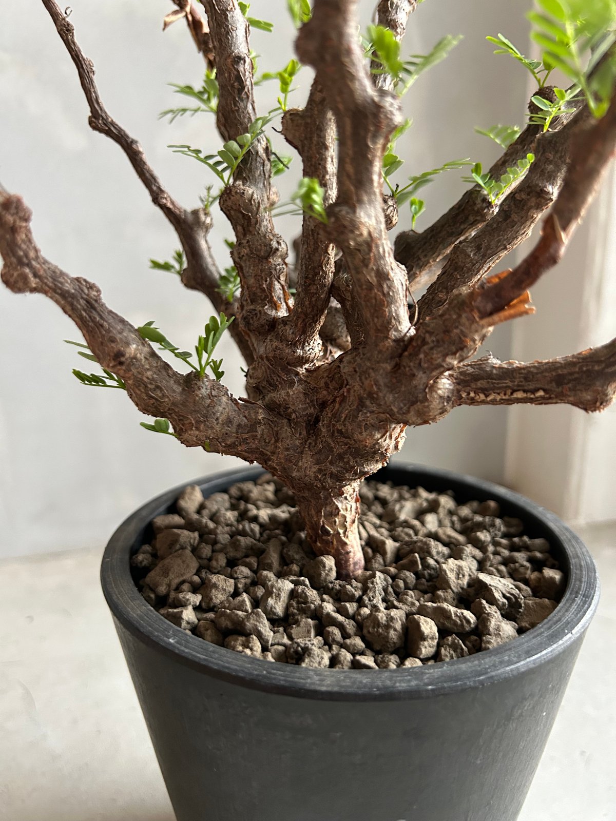 センナ メリディオナリス(実生) | ソレトナ植物店