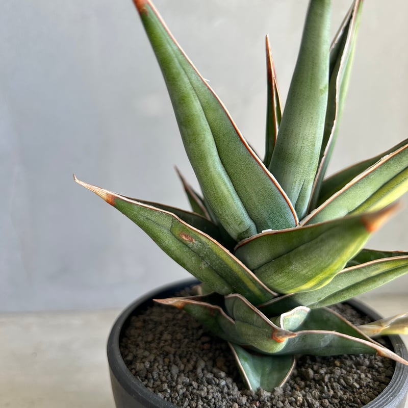 サンセベリア ピングイキュラ 斑入り | ソレトナ植物店