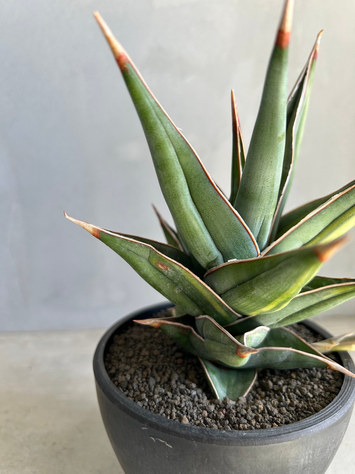 サンセベリア ピングイキュラ 斑入り | ソレトナ植物店