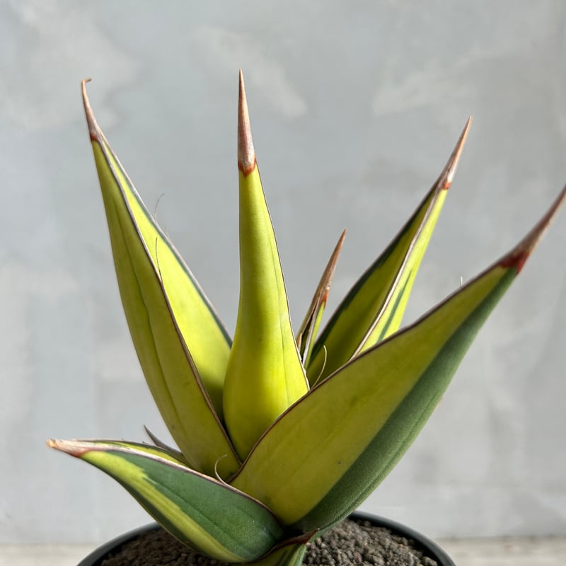 サンセベリア ピングイキュラ 斑入り | ソレトナ植物店