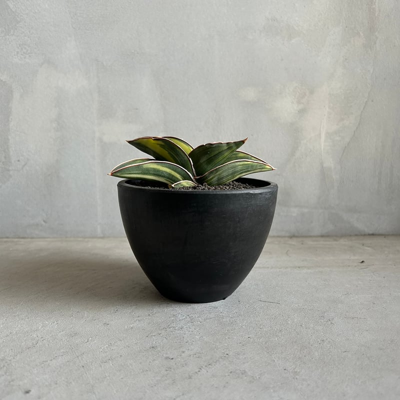 サンセベリア サムライ ドワーフ 斑入り | ソレトナ植物店