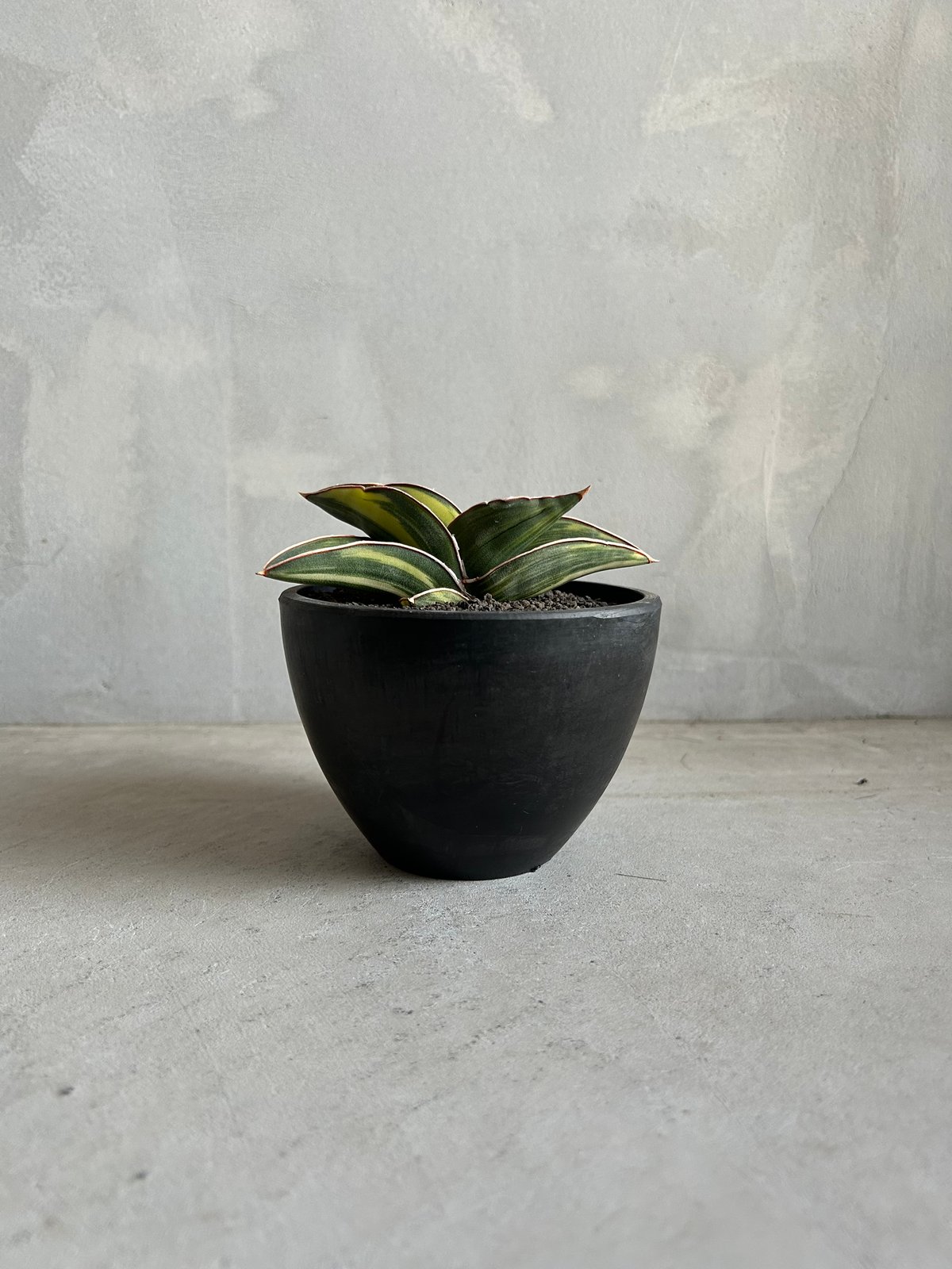 サンセベリア サムライ ドワーフ 斑入り | ソレトナ植物店