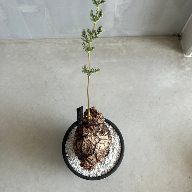 ペラルゴニウム トリステ | ソレトナ植物店