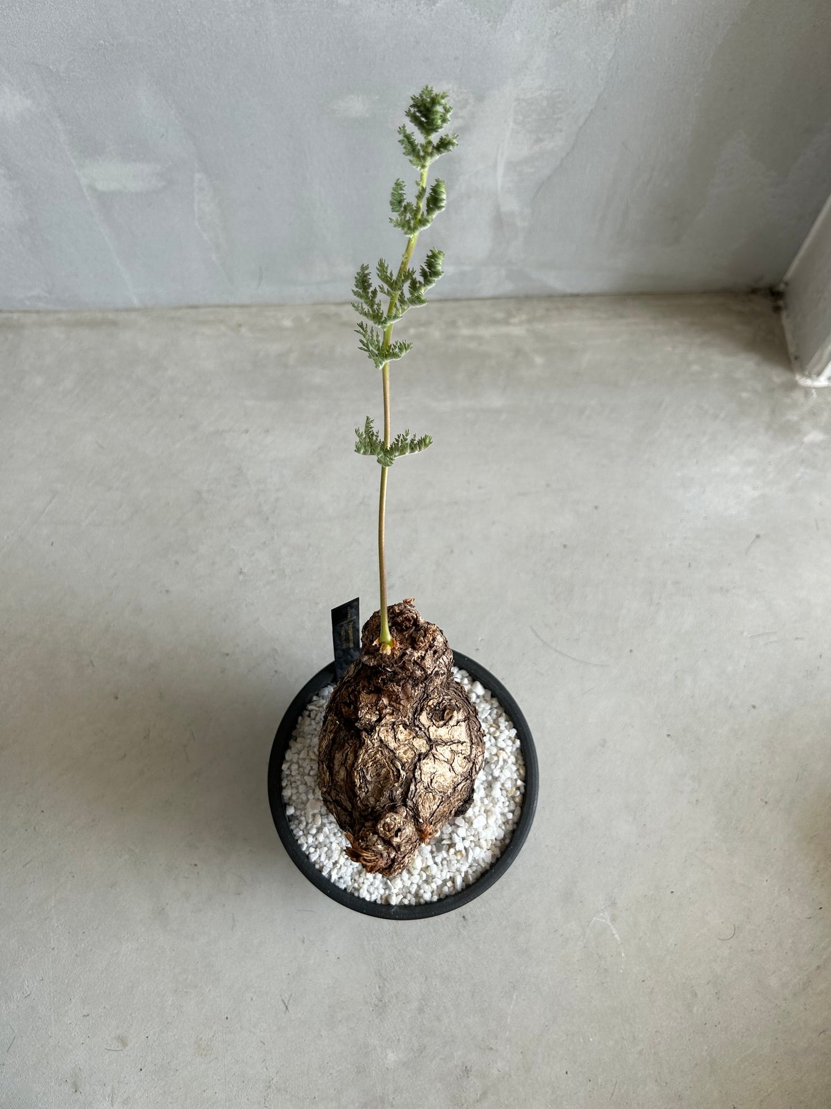 ペラルゴニウム トリステ | ソレトナ植物店