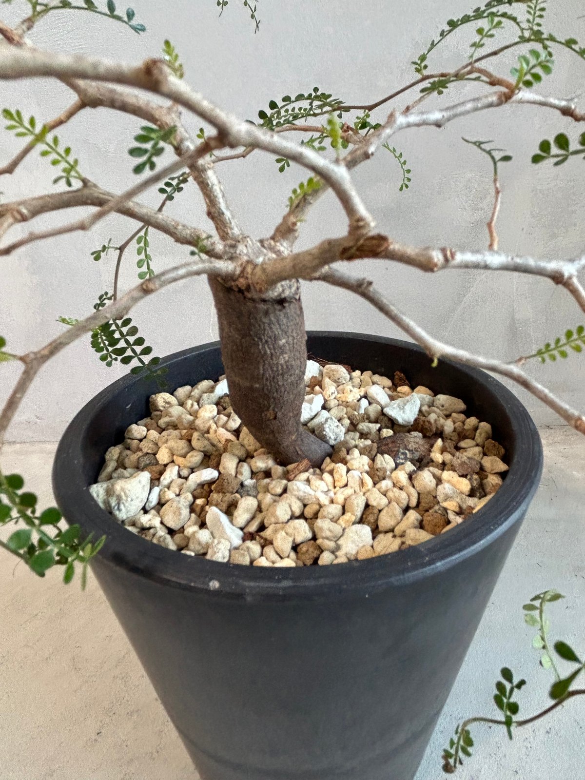 【枝振り◎】パキプス 根挿し(7) オペルクリカリア パキプス(根挿し) | ソレトナ植物店