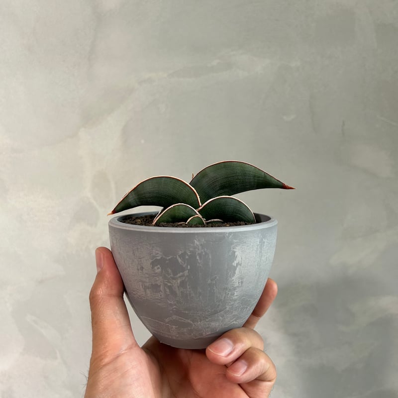 サンセベリア ロリダ | ソレトナ植物店