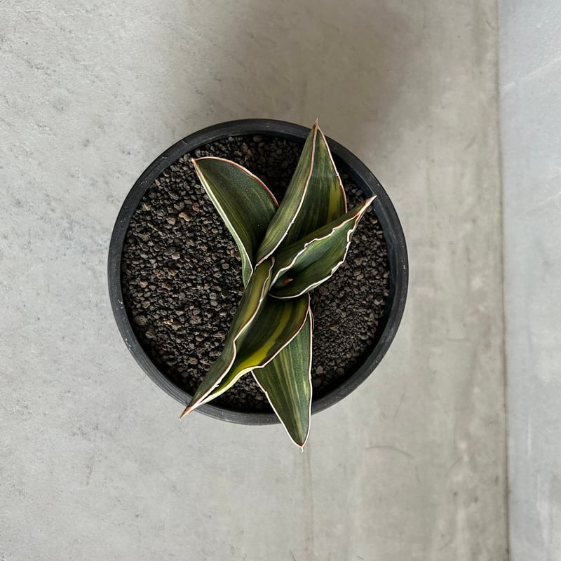 サンセベリア サムライ ドワーフ 斑入り | ソレトナ植物店