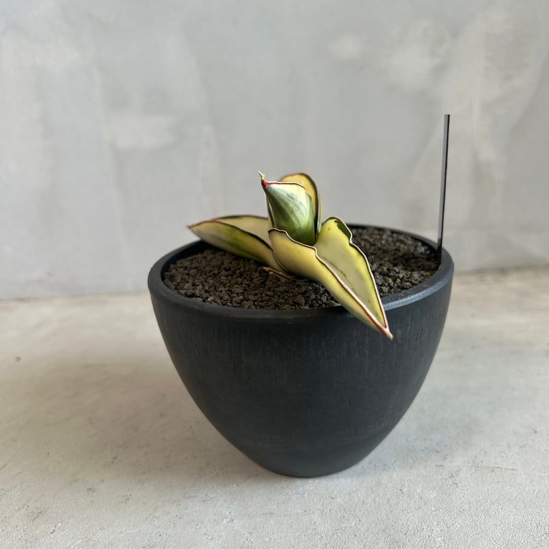 サンセベリア ロブスター 斑入り | ソレトナ植物店