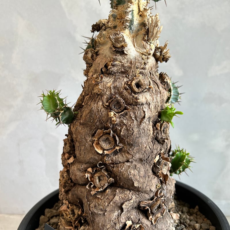 ユーフォルビア ムランジーナ (発根済み) | ソレトナ植物店