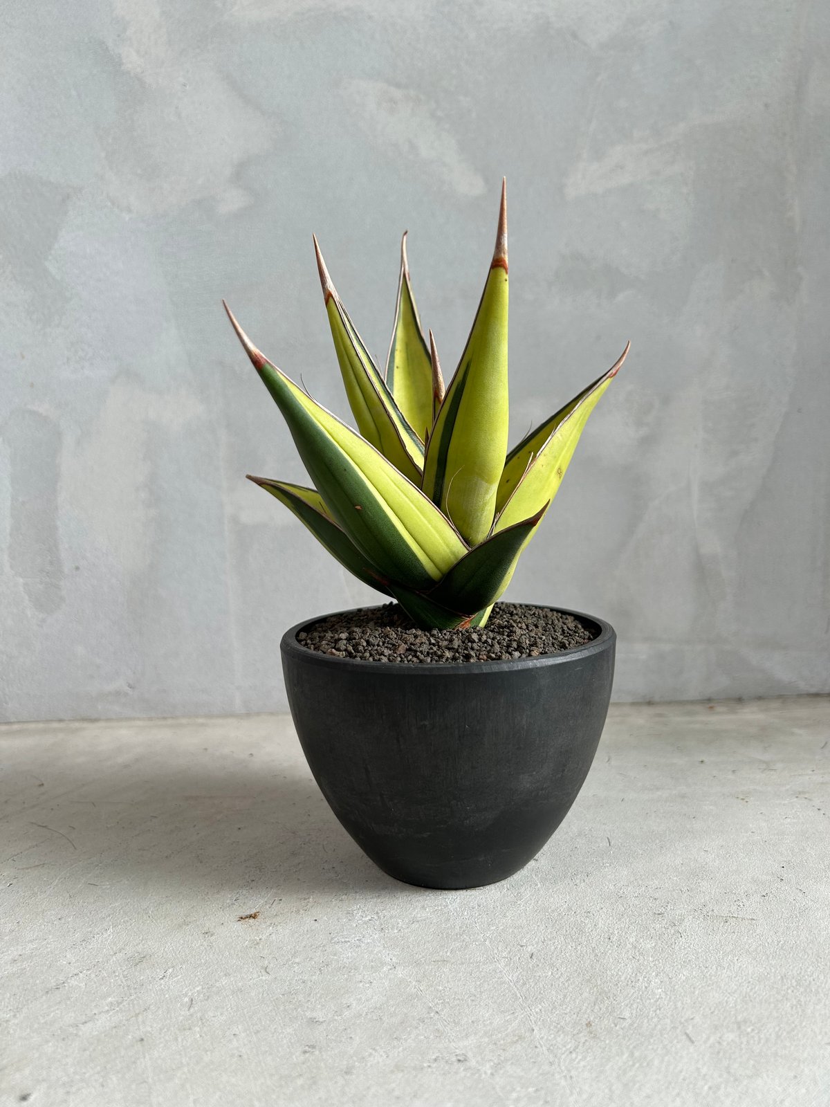 サンスベリア　ピングイキュラ　斑入り サンセベリア：ピングイキュラ 斑入り 2.5号鉢植え の通販