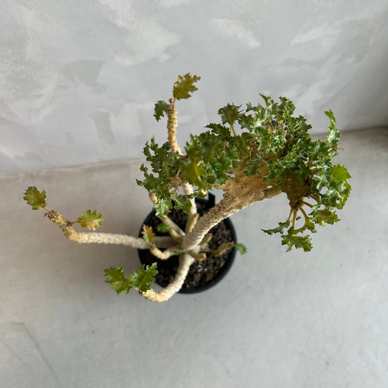 ドルステニア ジプソフィラxラブラニー綴化（交配種） | ソレトナ植物店