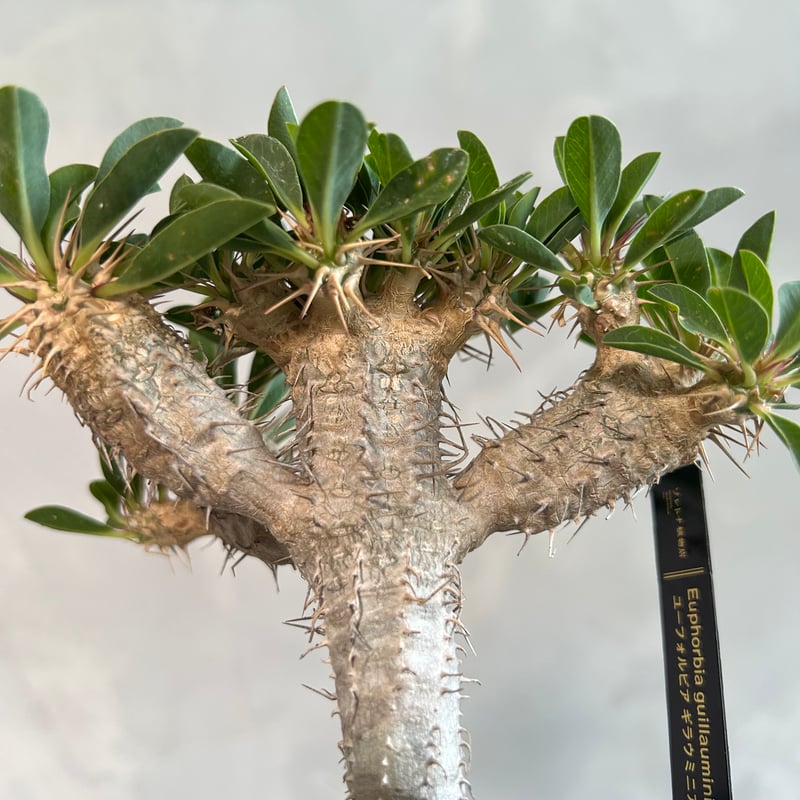 ユーフォルビア ギラウミニアナ(実生苗) | ソレトナ植物店