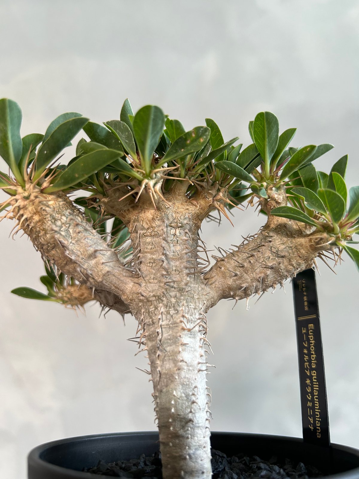 ユーフォルビア ギラウミニアナ(実生苗) | ソレトナ植物店