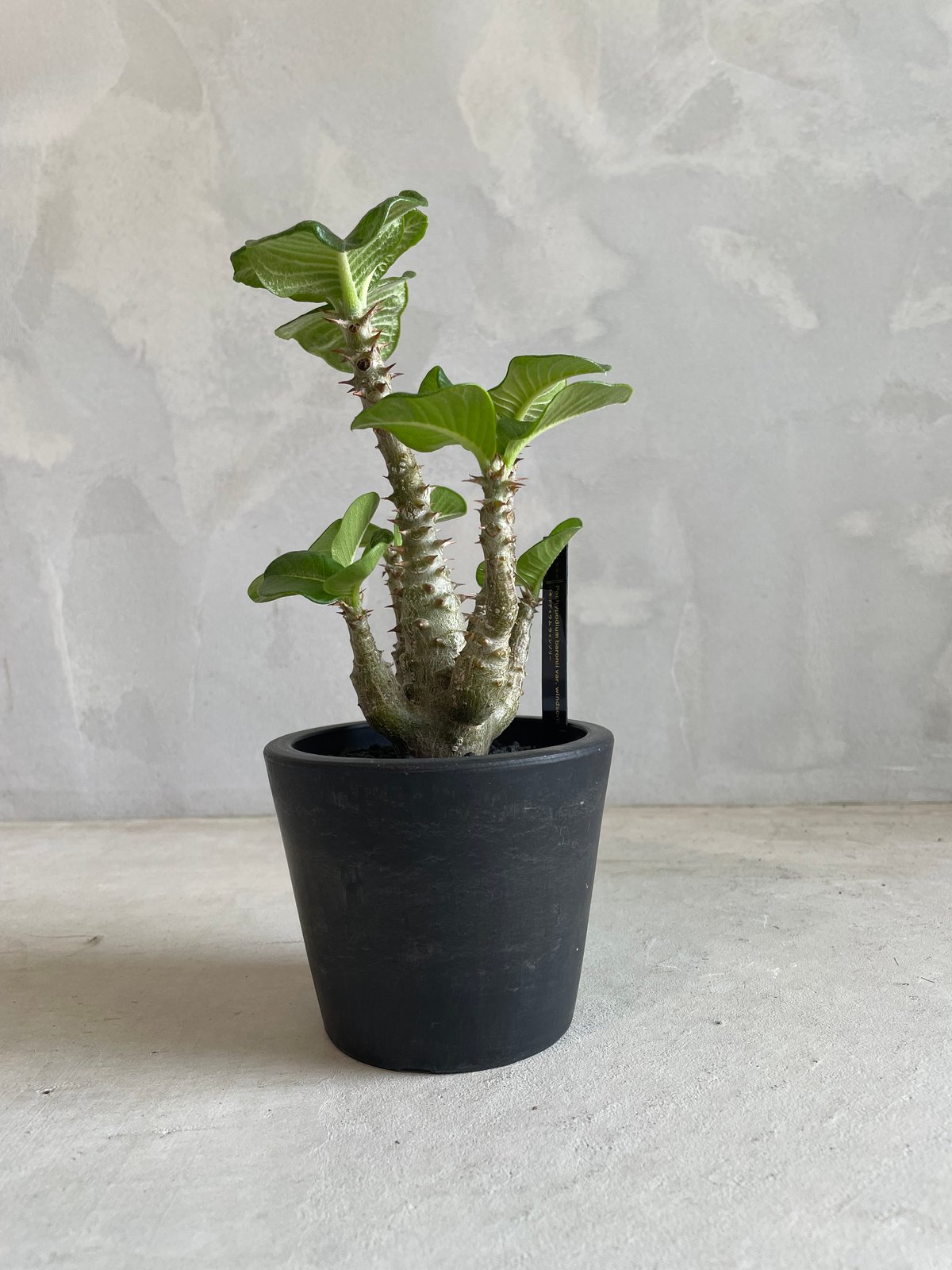 パキポディウム・ウィンゾリー タイ実生 パキポディウム ウィンゾリー(タイ実生苗) | ソレトナ植物店