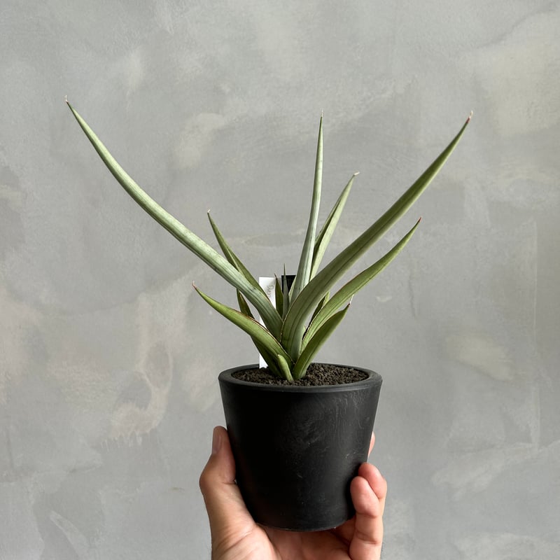 サンセベリア ダンシング ドラゴン | ソレトナ植物店