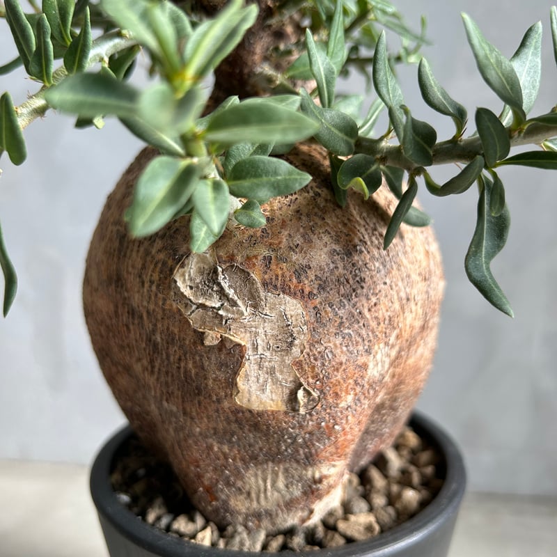 パキポディウム ビスピノーサム | ソレトナ植物店