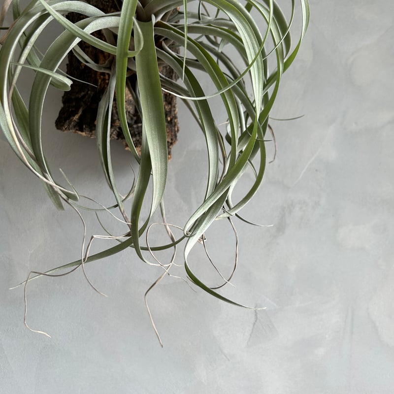 ティランジア リオホンドエンシスレッドクローン | ソレトナ植物店