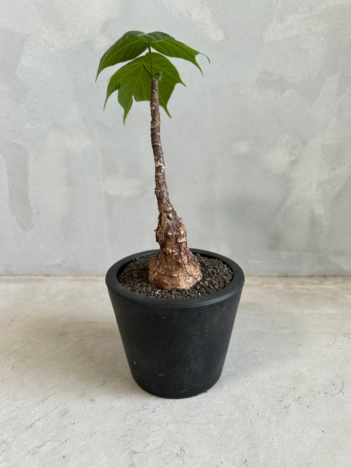 フィルミアナ コロラータ | ソレトナ植物店