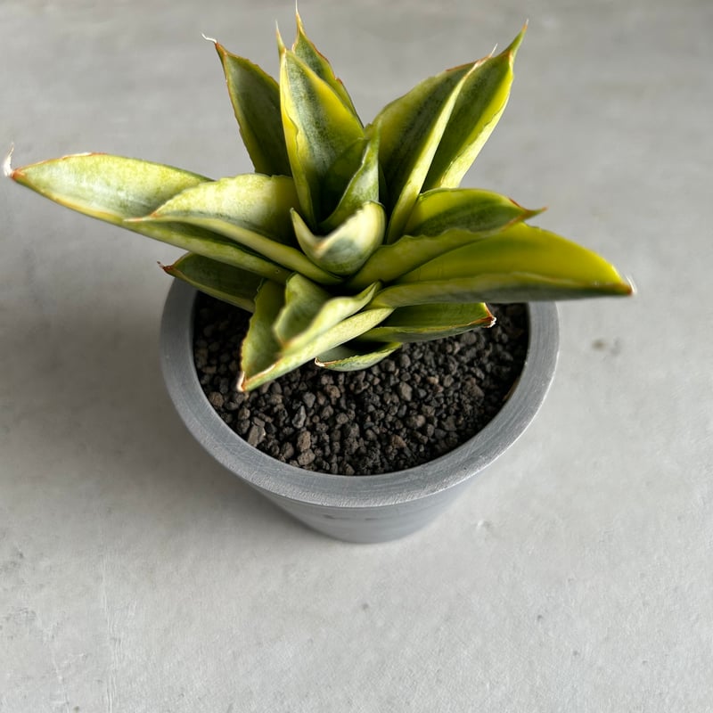 サンセベリア パゴダ 斑入り | ソレトナ植物店