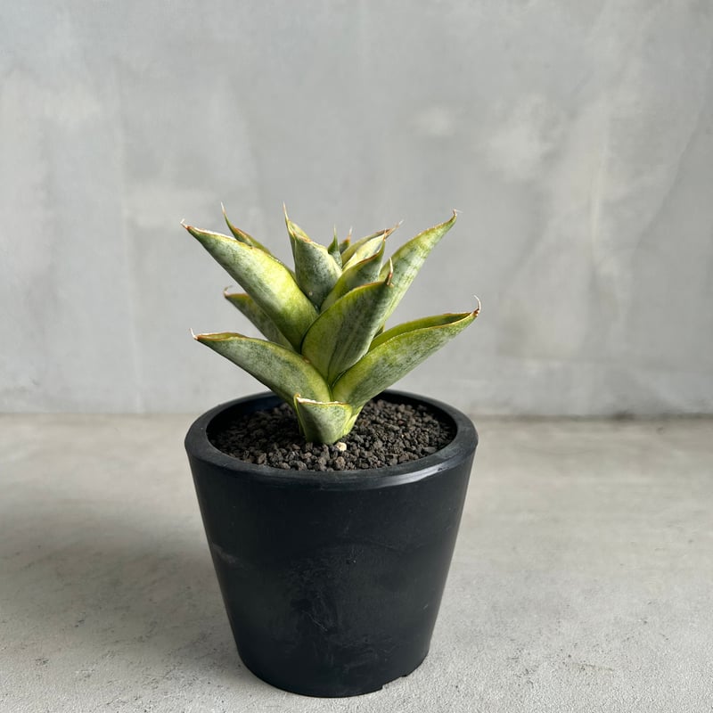 サンセベリア パゴダ 斑入り | ソレトナ植物店