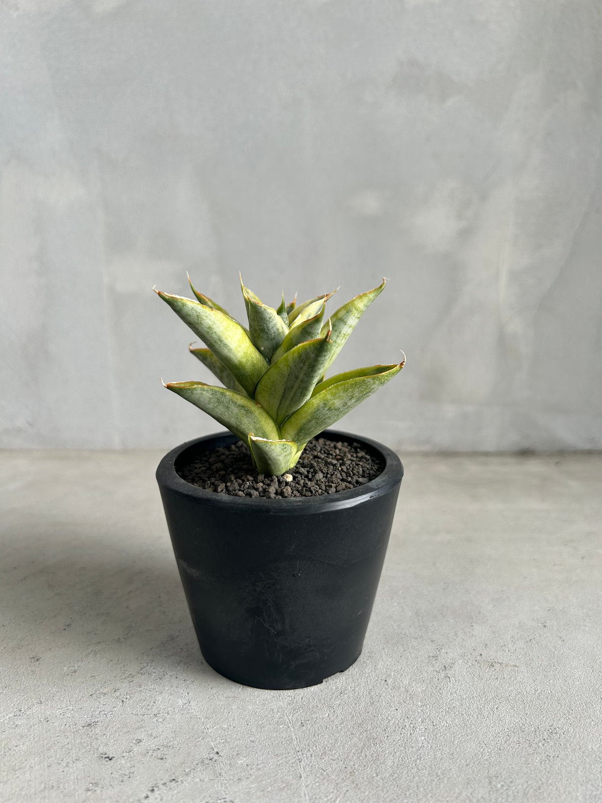 EMP サンセベリア パゴダ 斑入り / 選抜 SA358 サンセベリア パゴダ 斑入り | ソレトナ植物店