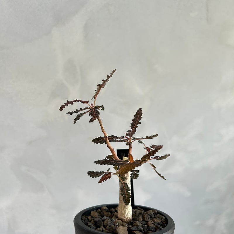 ボスウェリア ソコトラ×ナナ | ソレトナ植物店