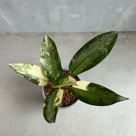 アグラオネマピクタム | STORES