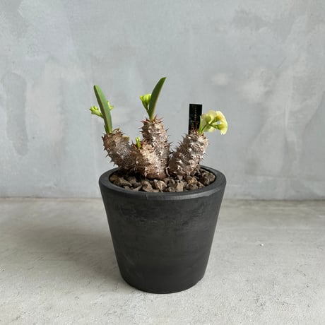 オールドオベサ・アスデキウムリッテリ・白衣ホリダ オールドオベサ・アスデキウムリッテリ・白衣ホリダ オールドオベサ