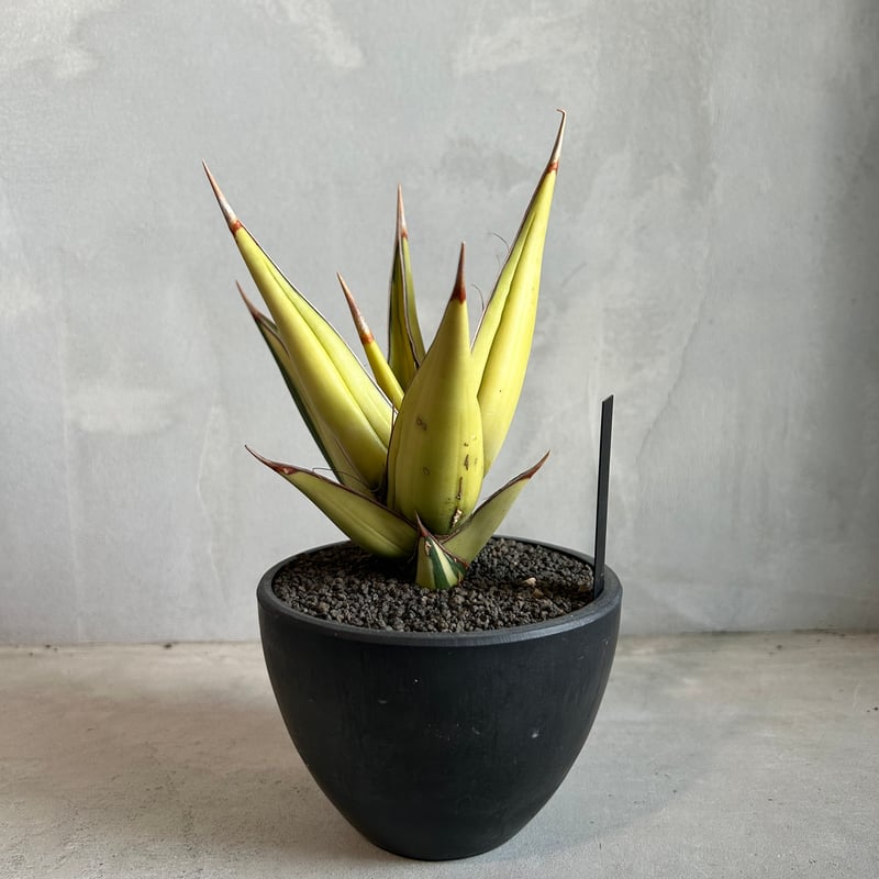 サンセベリア ピングイキュラ 斑入り | ソレトナ植物店