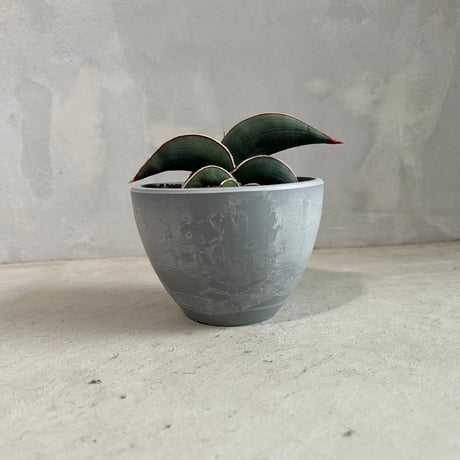 サンセベリアロリダ | STORES