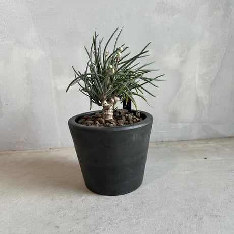 CATEGORY 塊根植物 | ソレトナ植物店