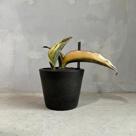 CATEGORY サンセベリア | ソレトナ植物店