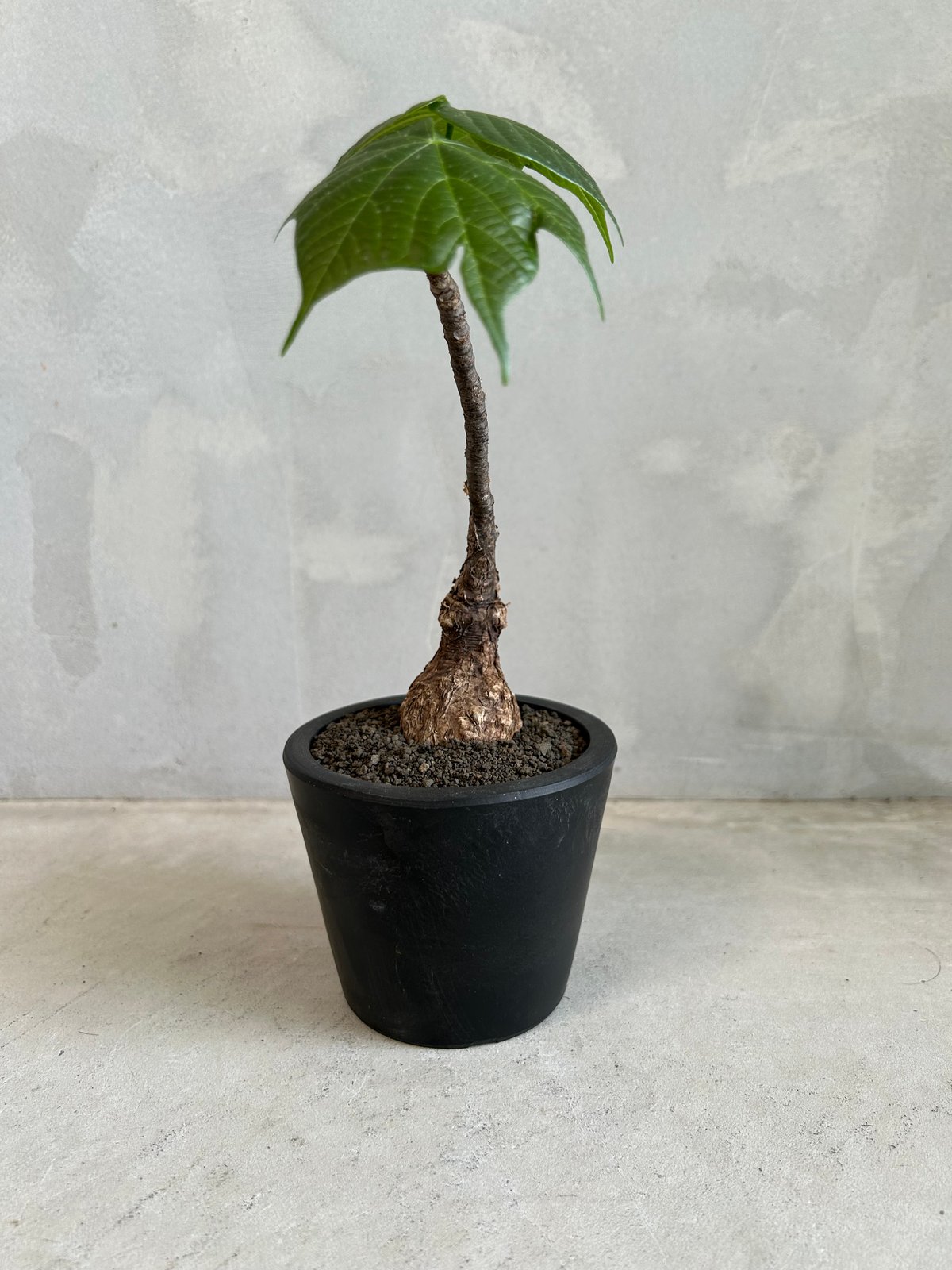 フィルミアナ コロラータ | ソレトナ植物店