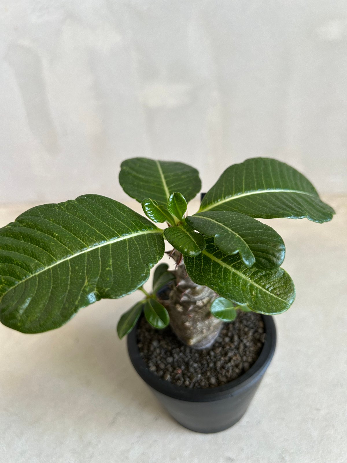 パキポディウム ウィンゾリー(実生苗) | ソレトナ植物店