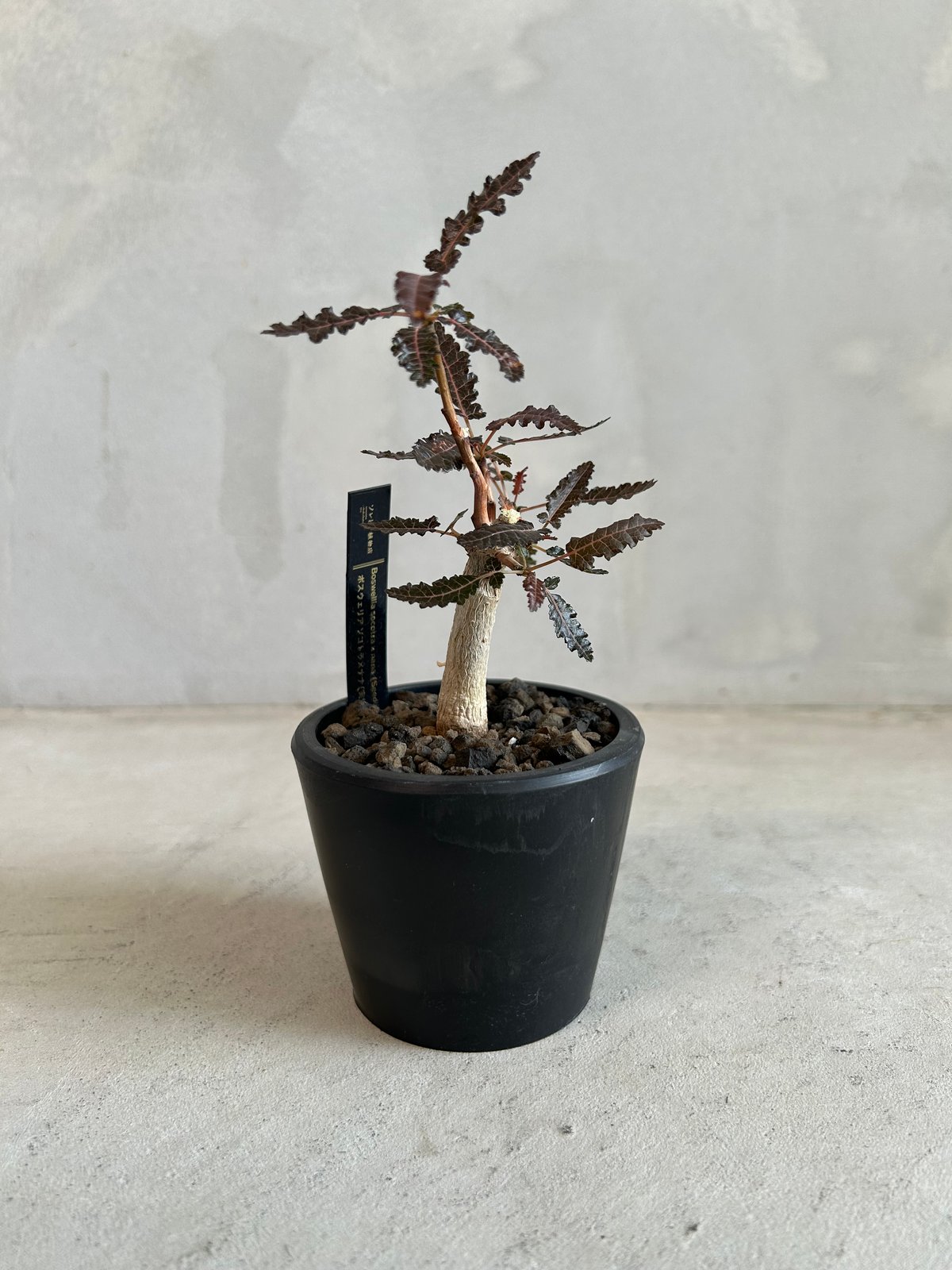 ボスウェリア ソコトラ×ナナ | ソレトナ植物店