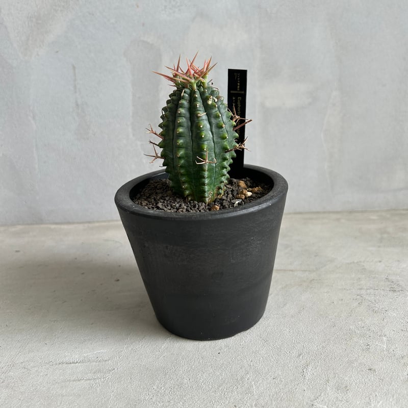 ユーフォルビア ステリスピナ(群星冠) | ソレトナ植物店 ユーフォルビア ステリスピナ(群星冠) | ソレトナ植物店