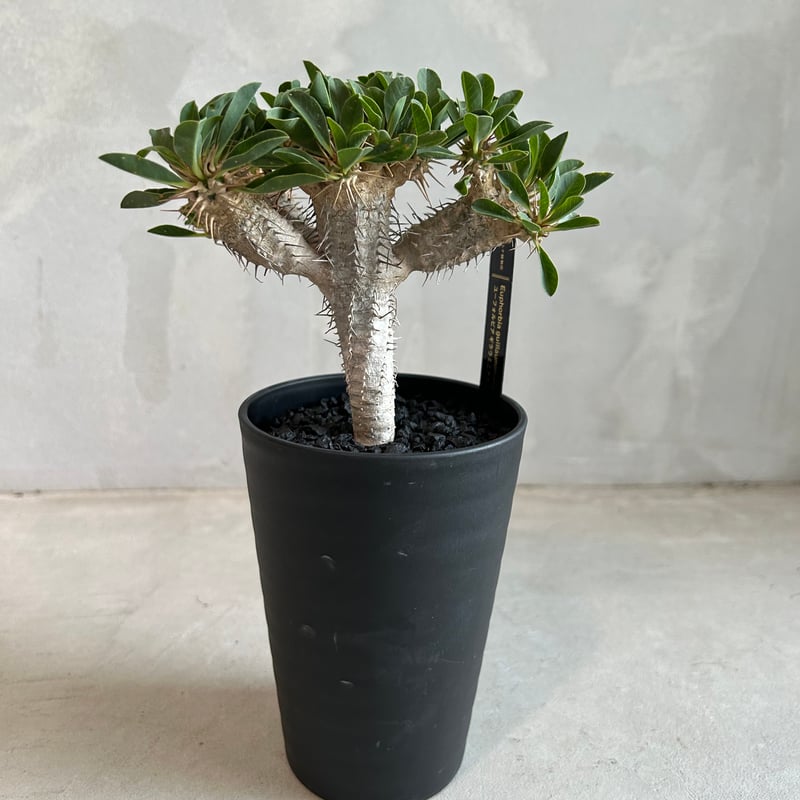 (抜き苗)ギラウミニアナ　実生 多肉植物 フラワー・ガーデニング (抜き苗)ギラウミニアナ 実生