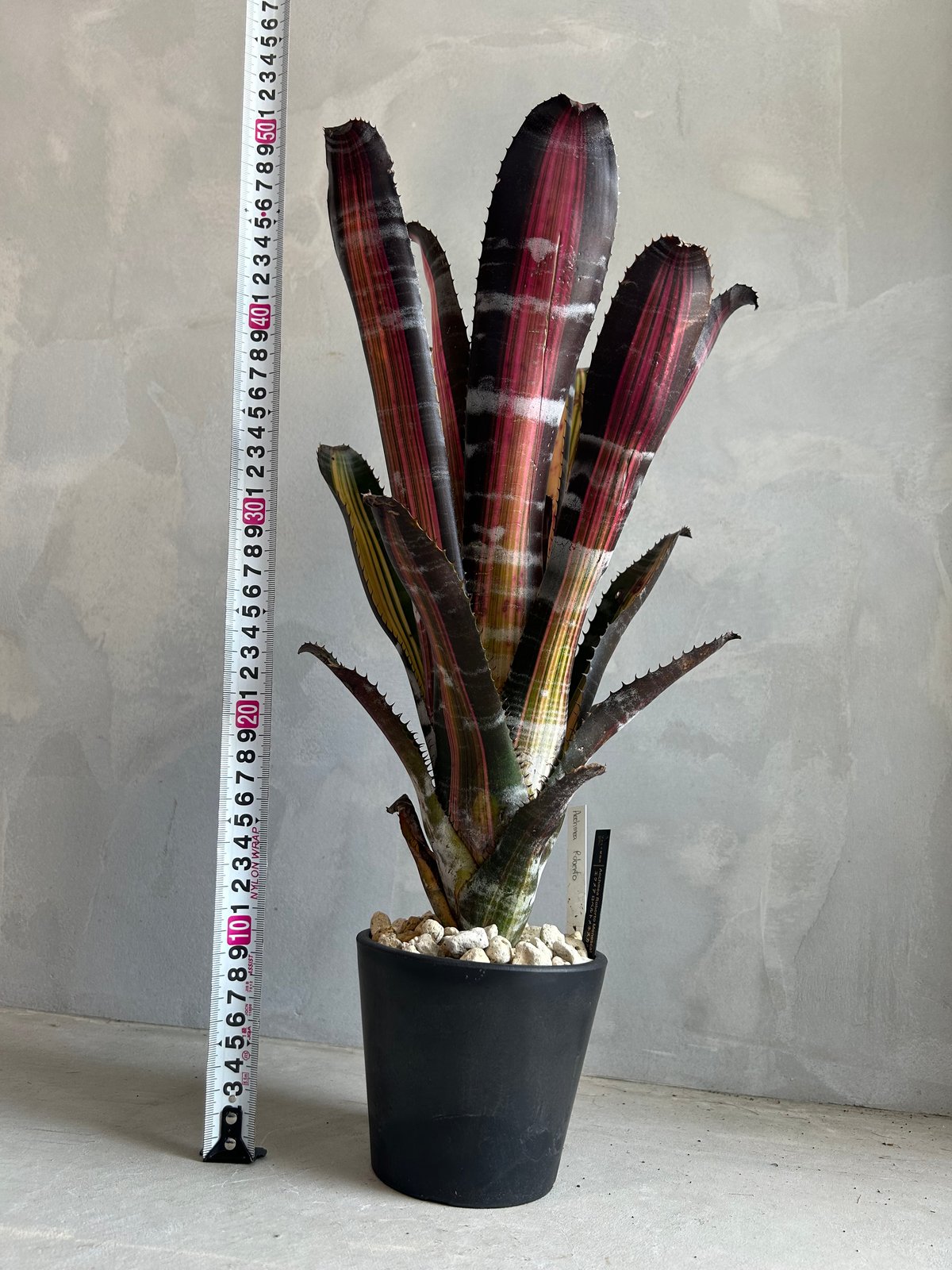 エクメア ロベルト メネスカル | ソレトナ植物店