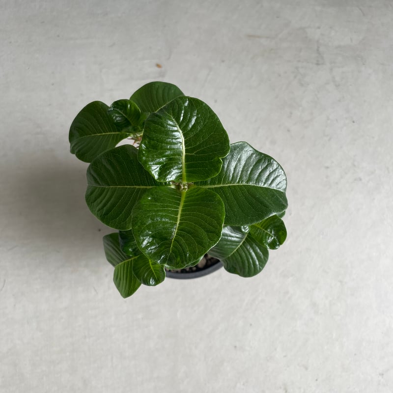 パキポディウム ウィンゾリー(タイ実生苗) | ソレトナ植物店