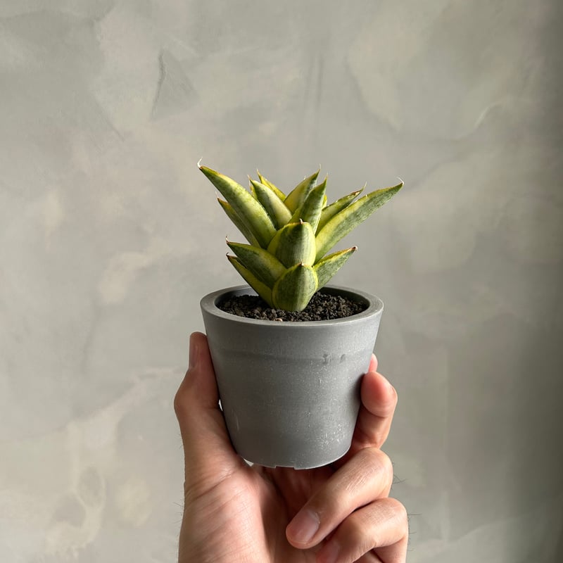 サンセベリア パゴダ 斑入り | ソレトナ植物店