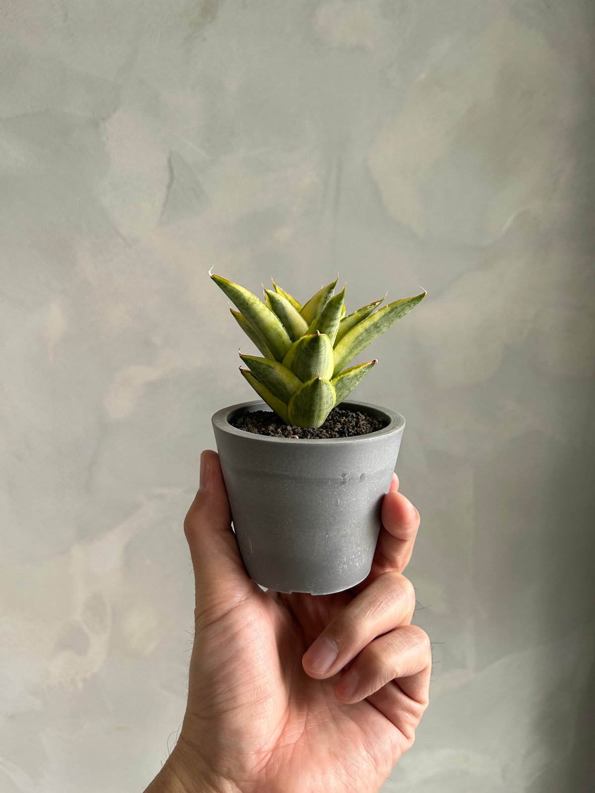 サンセベリア パゴダ 斑入り | ソレトナ植物店