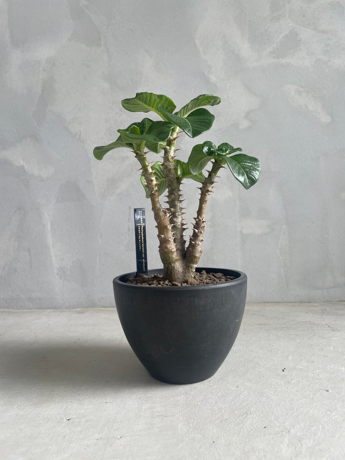 パキポディウム ウィンゾリー(タイ実生苗) | ソレトナ植物店