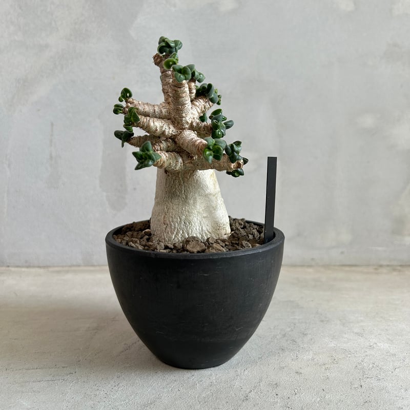 アデニウム メデューサ D.H.A(獅子葉) | ソレトナ植物店